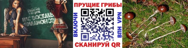 Галлюциногенные грибы Psilocybe  гидра онион  Павловск 